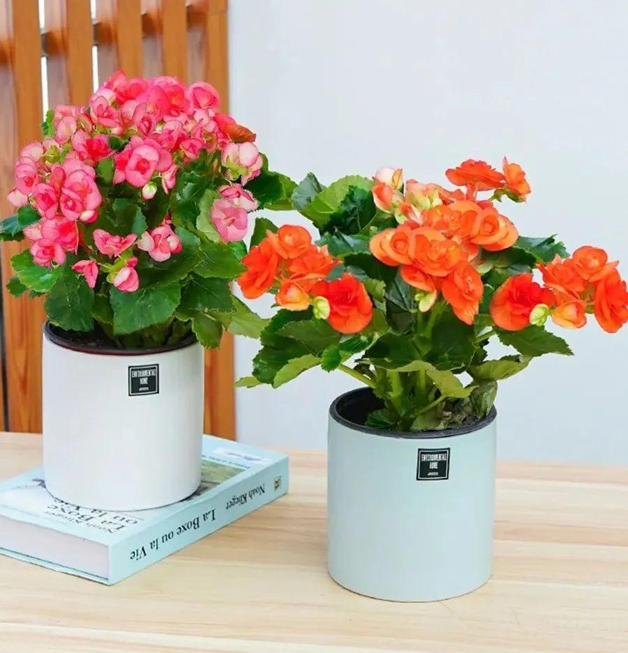 Người xưa nói: "10 hoa đua nở, vạn sự như ý", cây cảnh này nở hoa, năm mới nhà có lộc - Ảnh 11.