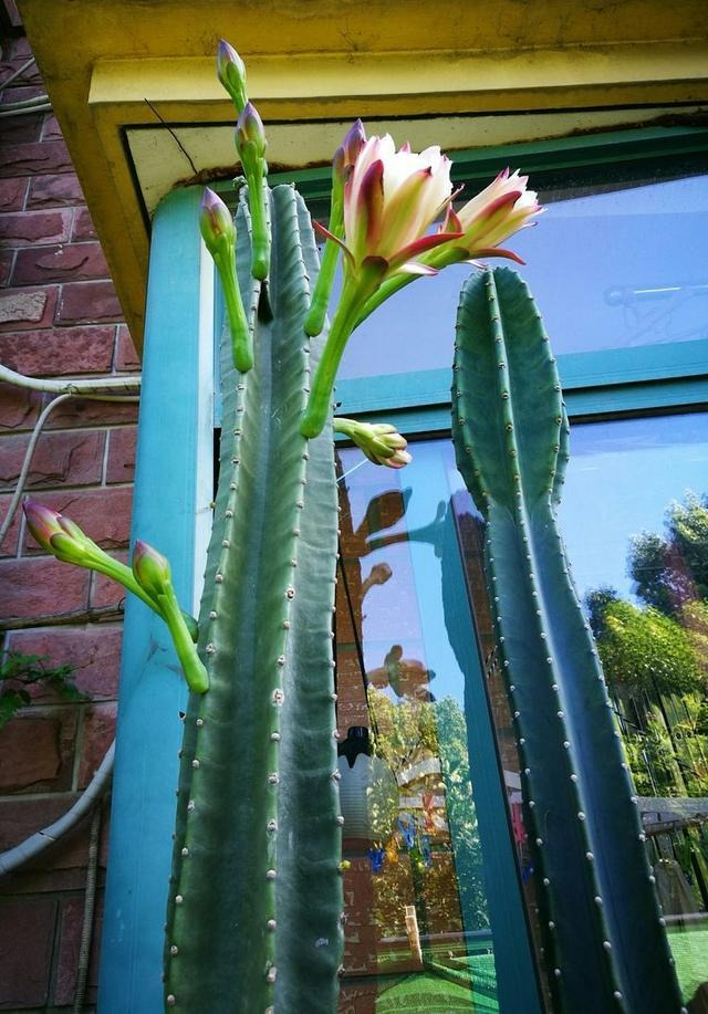 Người xưa nói: "10 hoa đua nở, vạn sự như ý", cây cảnh này nở hoa, năm mới nhà có lộc - Ảnh 12.