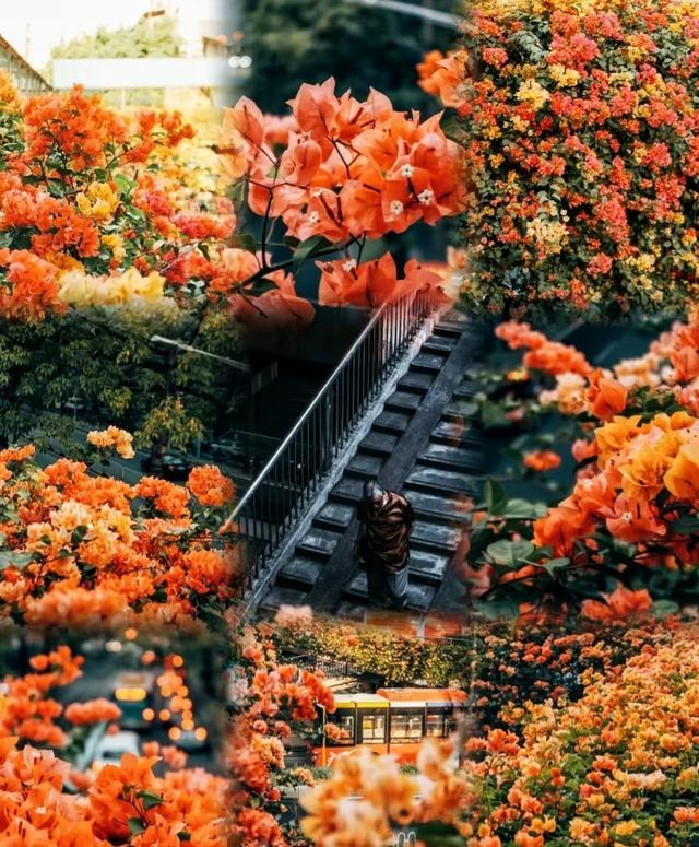 Năm mới, trồng 5 cây cảnh tốt lành trong sân, trấn nhà, vượng khí, càng già càng vương giả - Ảnh 8.