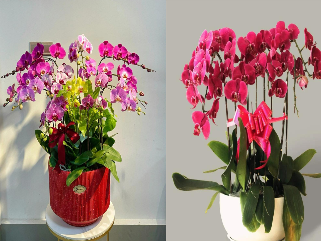 Cây cảnh rực rỡ Tết Nguyên đán nhiều nhà có, sau Tết thực hiện 4 không, sang năm lại có hoa đẹp - Ảnh 9.