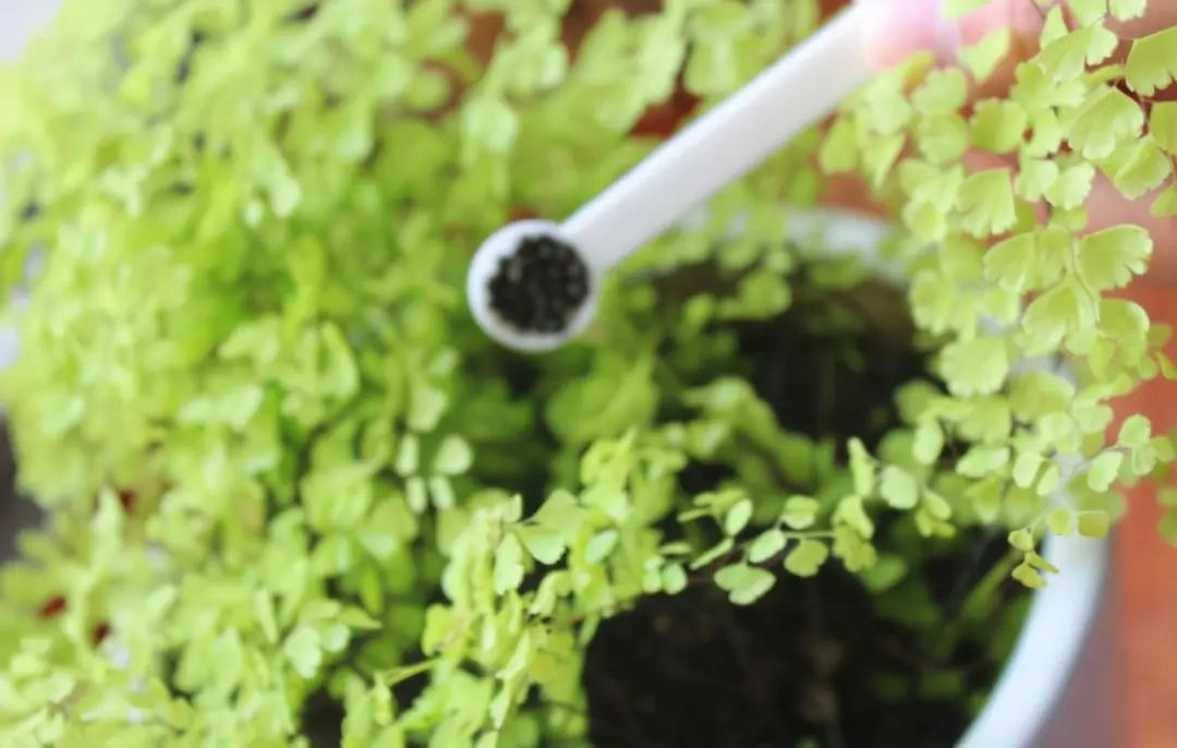 Tuyệt chiêu chăm sóc cây cảnh vào mùa đông, chỉ cần "3 ít 1 nhiều" cây xanh, hoa thắm - Ảnh 7.