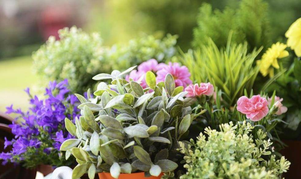 Tuyệt chiêu chăm sóc cây cảnh vào mùa đông, chỉ cần "3 ít 1 nhiều" cây xanh, hoa thắm - Ảnh 9.