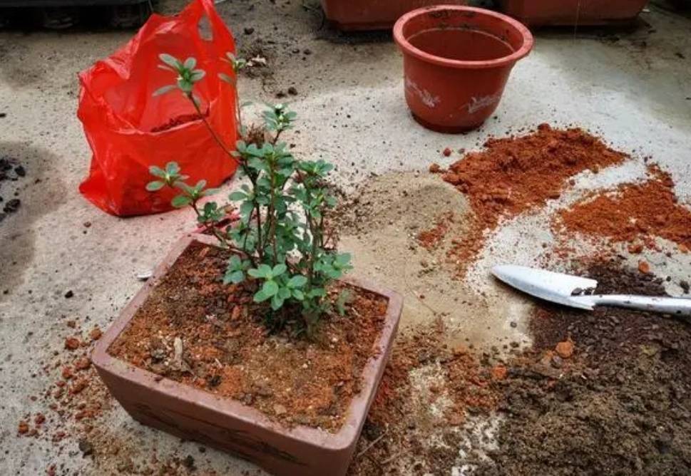 Tuyệt chiêu chăm sóc cây cảnh vào mùa đông, chỉ cần "3 ít 1 nhiều" cây xanh, hoa thắm - Ảnh 3.