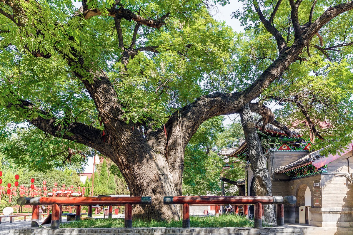 Người xưa dặn: "Trồng 5 loại cây này ngoài sân là điềm xấu, gia đình không sa sút cũng xui xẻo" - Ảnh 2.
