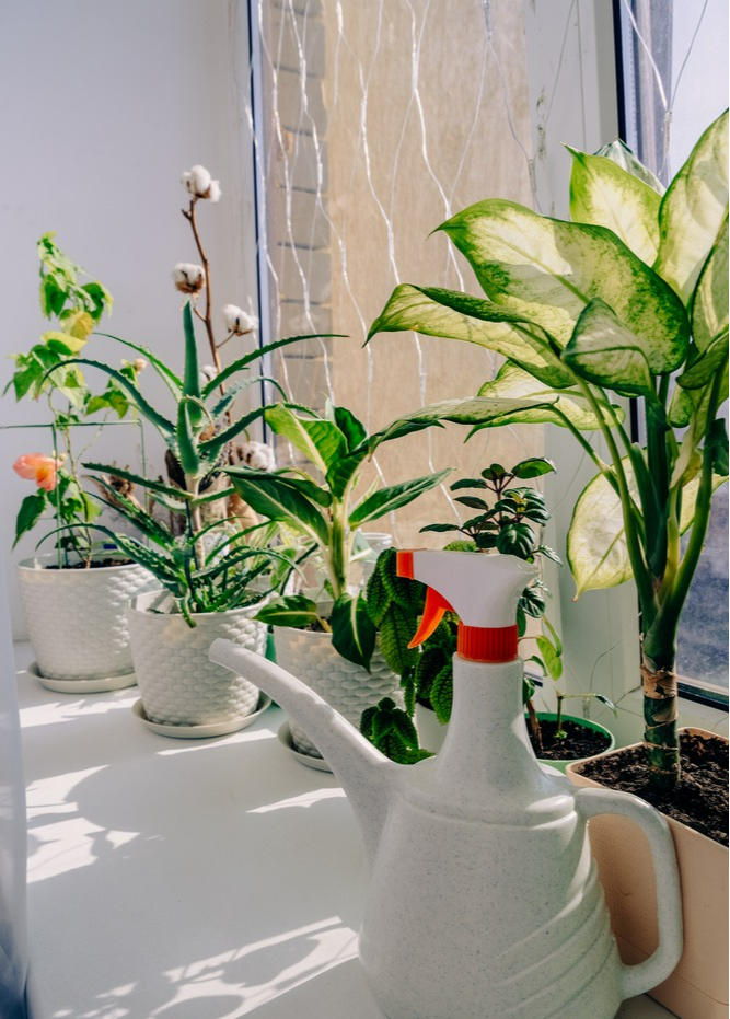 Người xưa dặn: "5 cây cảnh này trong nhà không nghèo cũng khó", năm mới sắp đến dọn nhanh còn kịp - Ảnh 3.