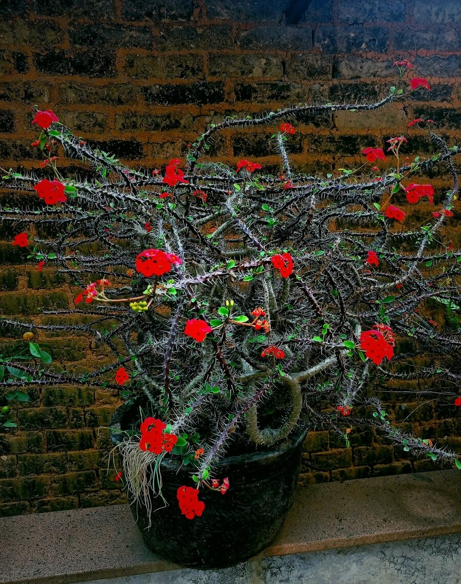 Người xưa dặn: "5 cây cảnh này trong nhà không nghèo cũng khó", năm mới sắp đến dọn nhanh còn kịp - Ảnh 4.