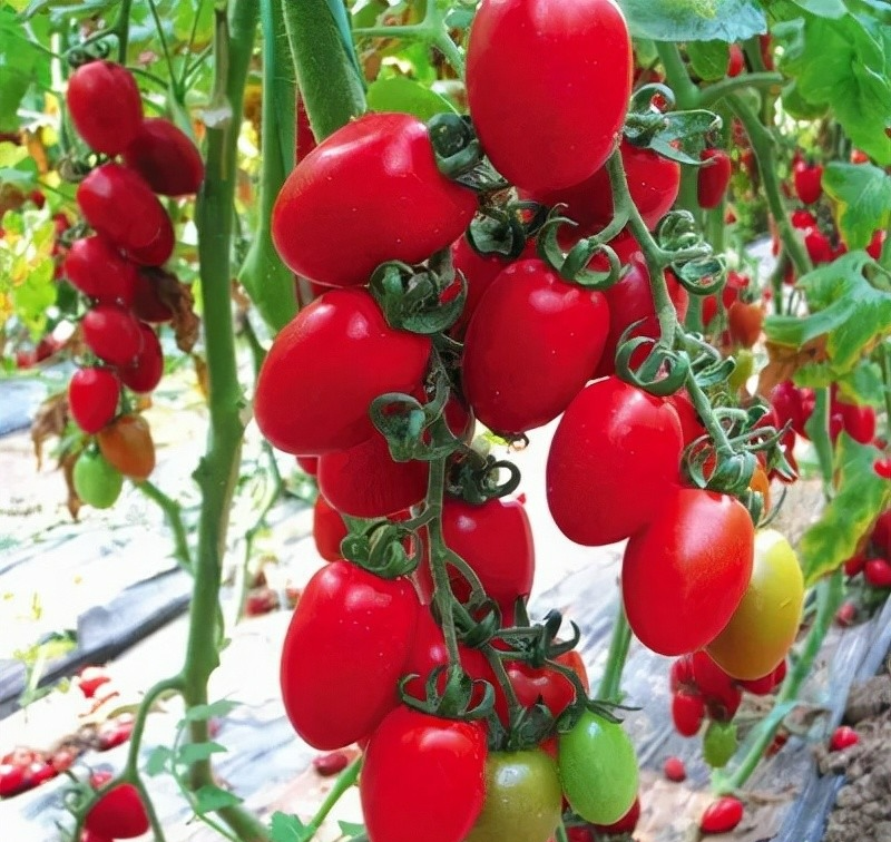 5 loại quả vừa đẹp vừa ngon, trồng ở ban công ngắm đã mắt, hái đã tay, ăn đã miệng - Ảnh 3. 5 loại quả vừa đẹp vừa ngon, trồng ở ban công ngắm đã mắt, hái đã tay, ăn đã miệng - Ảnh 3.