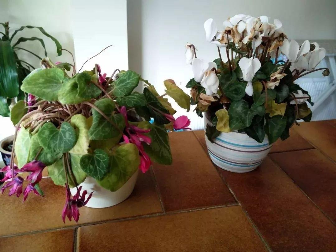 Người xưa dặn: "5 cây cảnh này trong nhà không nghèo cũng khó", năm mới sắp đến dọn nhanh còn kịp - Ảnh 7.