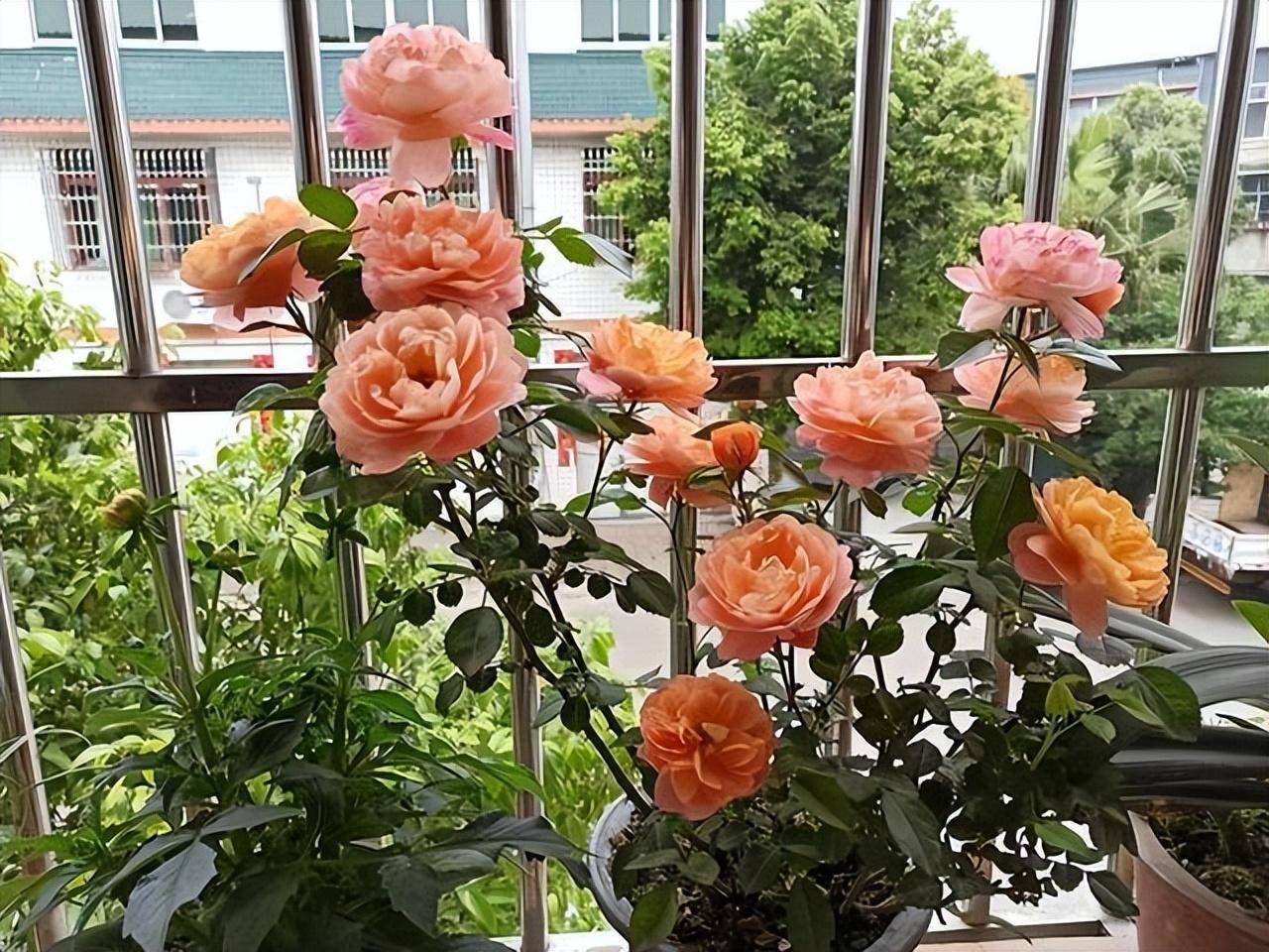 Người xưa dặn: "5 cây cảnh này trong nhà không nghèo cũng khó", năm mới sắp đến dọn nhanh còn kịp - Ảnh 2.