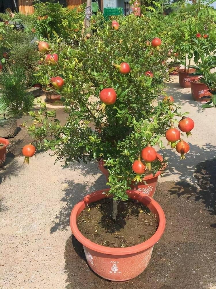 5 loại quả vừa đẹp vừa ngon, trồng ở ban công ngắm đã mắt, hái đã tay, ăn đã miệng - Ảnh 6. 5 loại quả vừa đẹp vừa ngon, trồng ở ban công ngắm đã mắt, hái đã tay, ăn đã miệng - Ảnh 6.