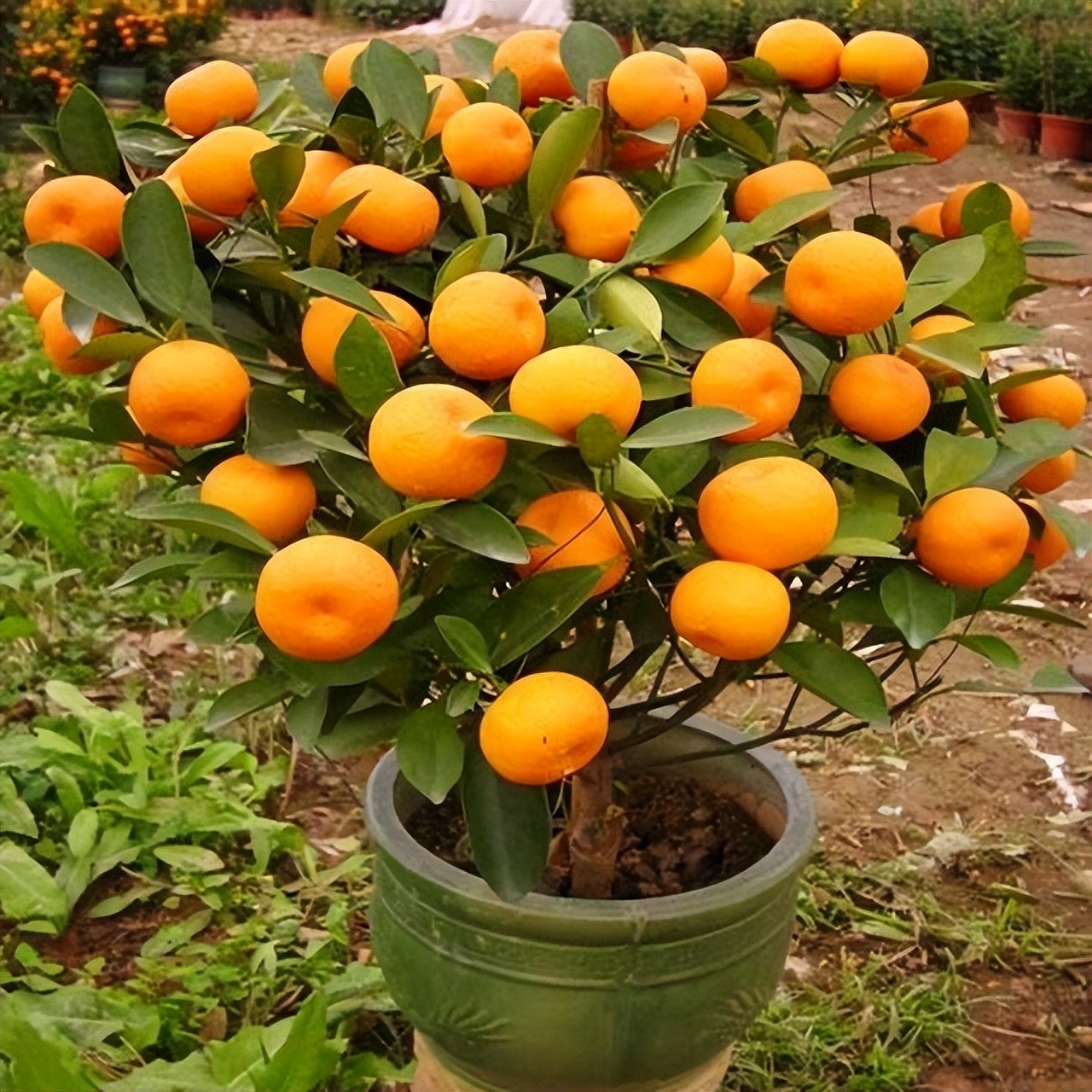 5 loại quả vừa đẹp vừa ngon, trồng ở ban công ngắm đã mắt, hái đã tay, ăn đã miệng - Ảnh 5. 5 loại quả vừa đẹp vừa ngon, trồng ở ban công ngắm đã mắt, hái đã tay, ăn đã miệng - Ảnh 5.