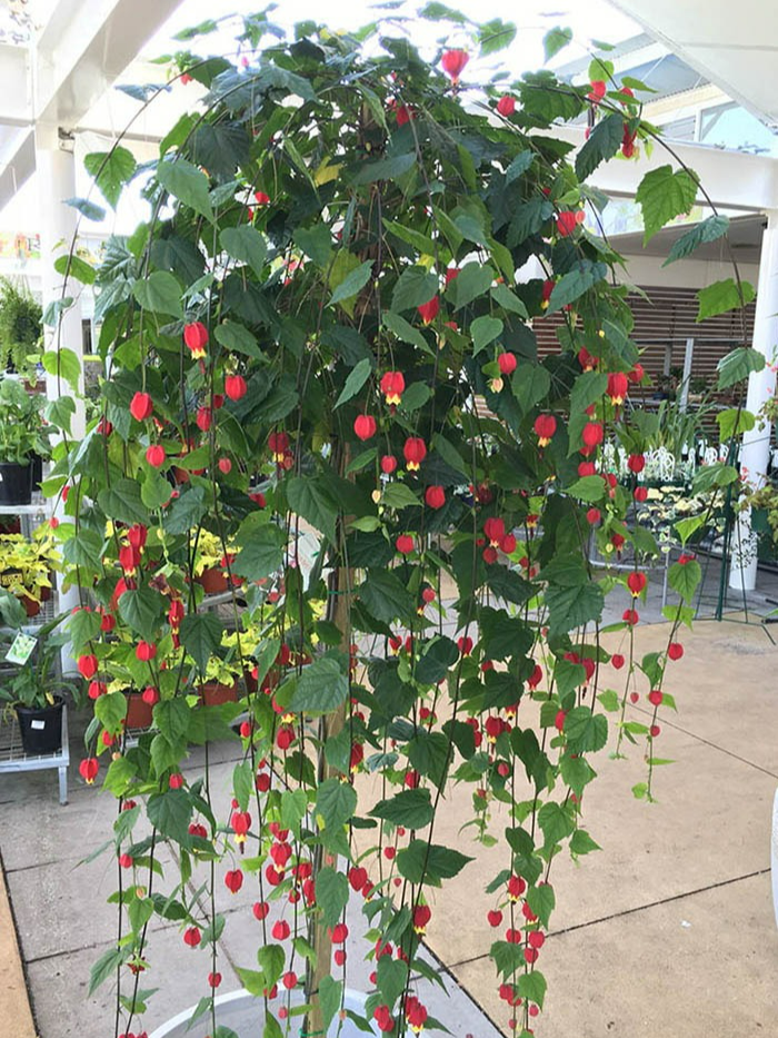 Tết sắp đến, trồng 4 cây cảnh "lồng đèn" rực rỡ, lễ hội để đem lại vận may trong năm mới - Ảnh 5.