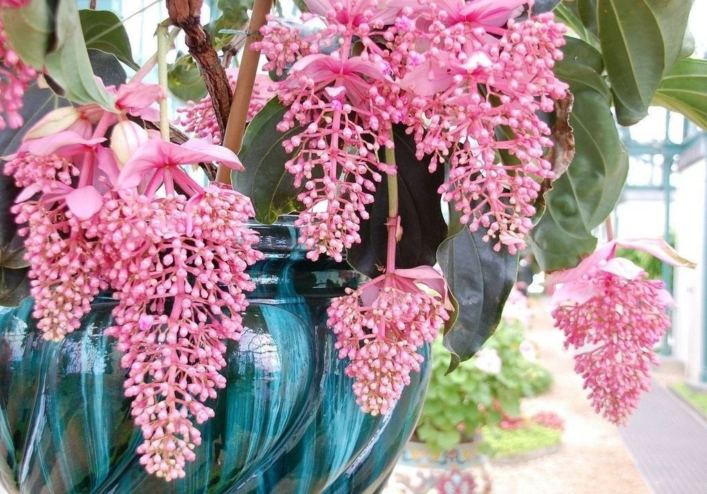 Tết sắp đến, trồng 4 cây cảnh "lồng đèn" rực rỡ, lễ hội để đem lại vận may trong năm mới - Ảnh 7.