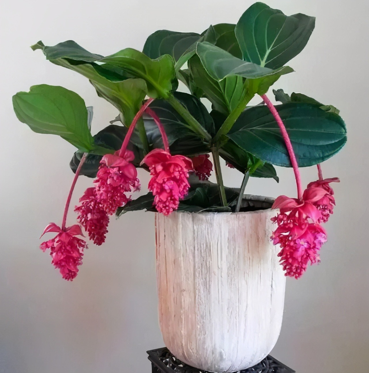 Tết sắp đến, trồng 4 cây cảnh "lồng đèn" rực rỡ, lễ hội để đem lại vận may trong năm mới - Ảnh 8.