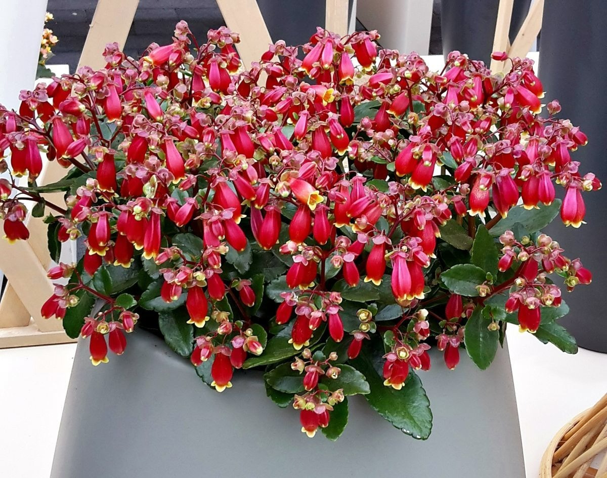 Tết sắp đến, trồng 4 cây cảnh "lồng đèn" rực rỡ, lễ hội để đem lại vận may trong năm mới - Ảnh 3.