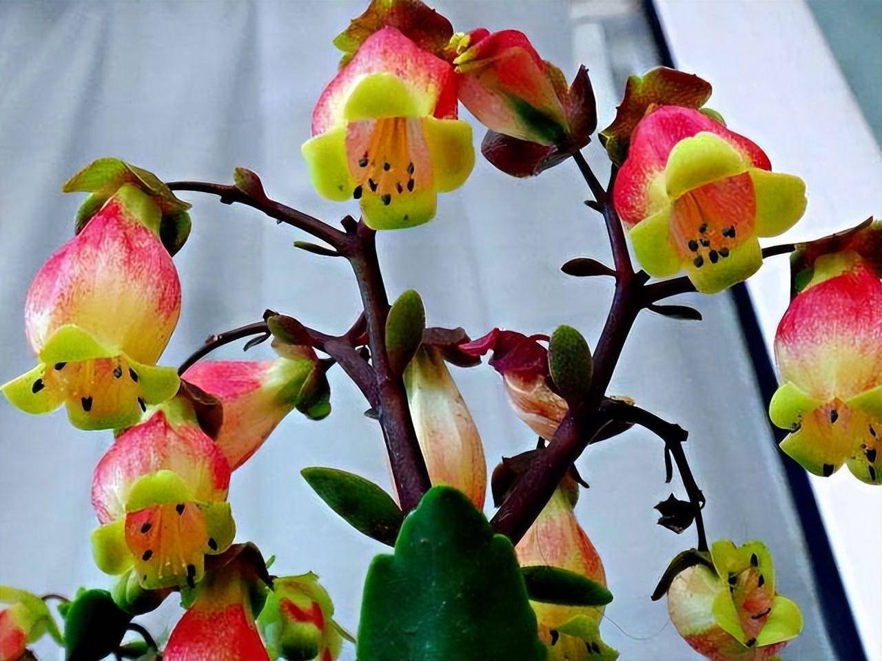 Tết sắp đến, trồng 4 cây cảnh "lồng đèn" rực rỡ, lễ hội để đem lại vận may trong năm mới - Ảnh 1.