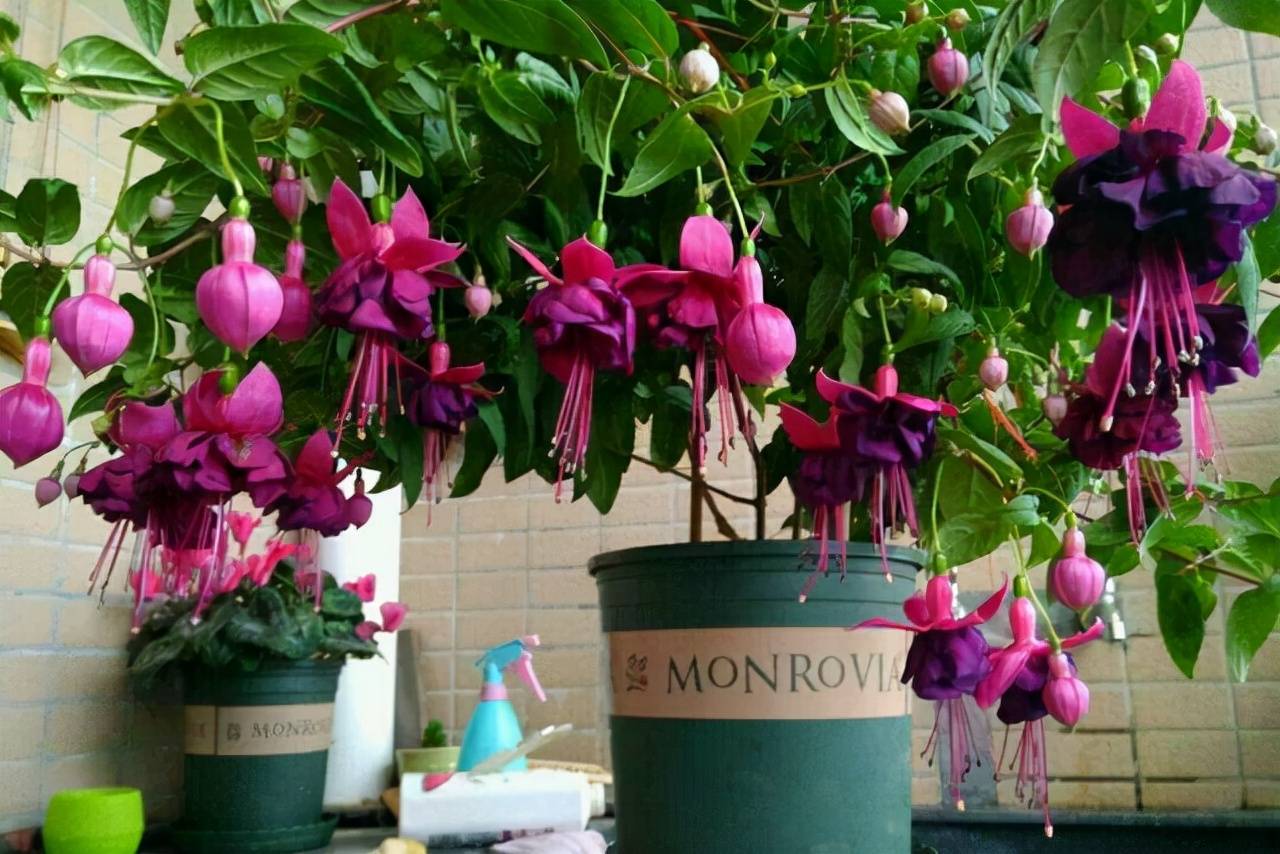 Tết sắp đến, trồng 4 cây cảnh "lồng đèn" rực rỡ, lễ hội để đem lại vận may trong năm mới - Ảnh 10.