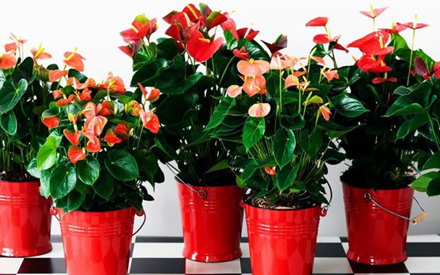 Tết đến, bày 5 cây cảnh có hoa đỏ chói mắt để năm mới tài lộc sung túc, may mắn tràn trề - Ảnh 4. Tết đến, bày 5 cây cảnh có hoa đỏ chói mắt để năm mới tài lộc sung túc, may mắn tràn trề - Ảnh 4.