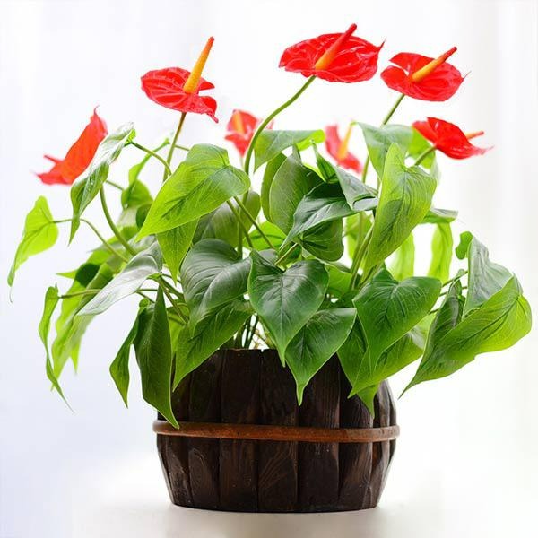 Tết đến, bày 5 cây cảnh có hoa đỏ chói mắt để năm mới tài lộc sung túc, may mắn tràn trề - Ảnh 5. Tết đến, bày 5 cây cảnh có hoa đỏ chói mắt để năm mới tài lộc sung túc, may mắn tràn trề - Ảnh 5.