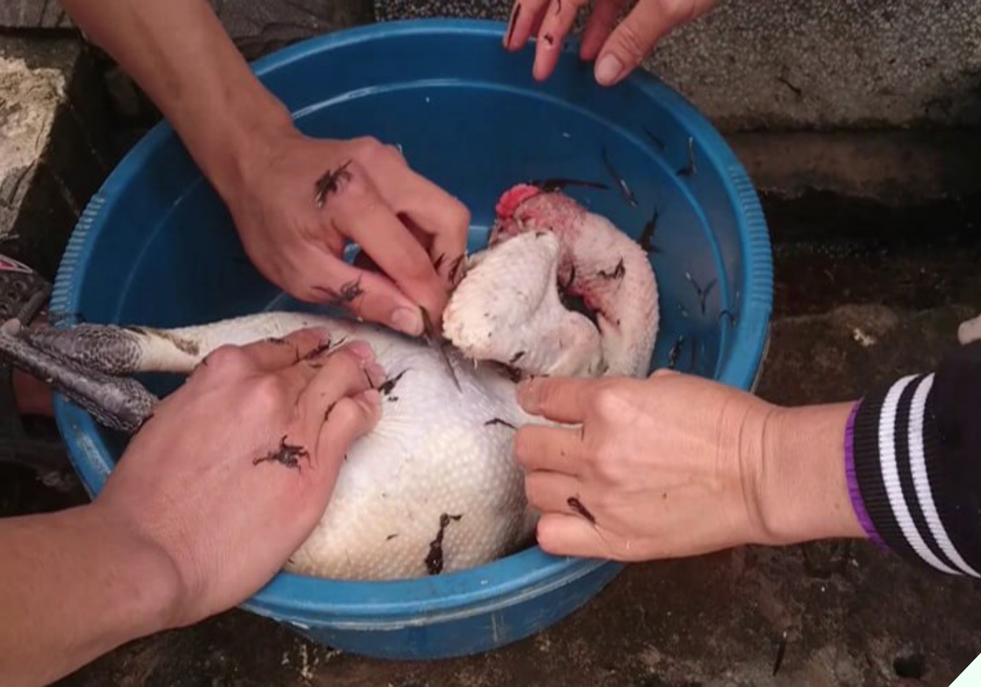 Luộc gà cúng Tết, nhớ bỏ thêm thứ này của con lợn, gà chín vàng ươm mà không sợ bị nứt da, bề trên ưng - Ảnh 3. Luộc gà cúng Tết, nhớ bỏ thêm thứ này của con lợn, gà chín vàng ươm mà không sợ bị nứt da, bề trên ưng - Ảnh 3.