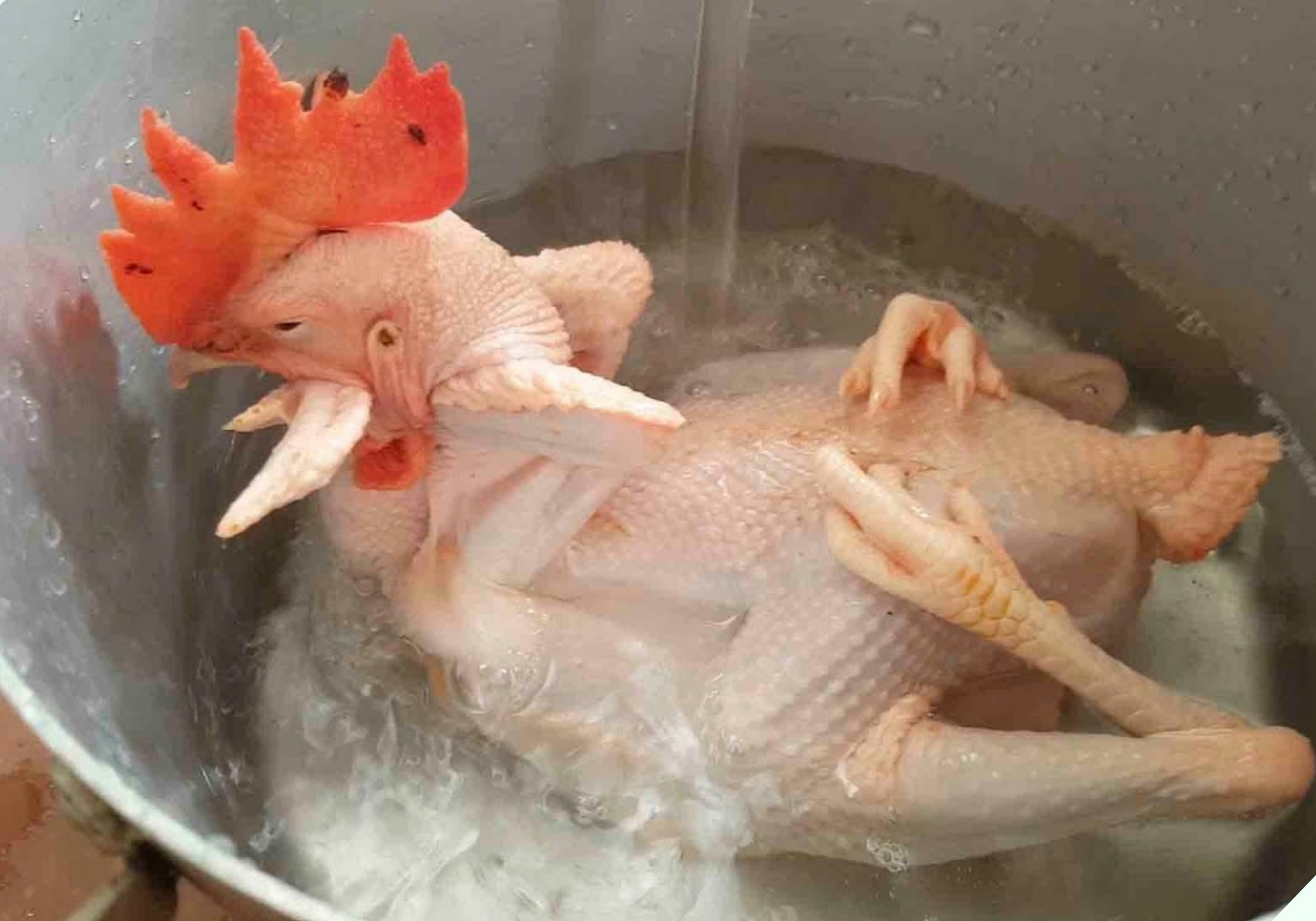Luộc gà cúng Tết, nhớ bỏ thêm thứ này của con lợn, gà chín vàng ươm mà không sợ bị nứt da, bề trên ưng - Ảnh 6. Luộc gà cúng Tết, nhớ bỏ thêm thứ này của con lợn, gà chín vàng ươm mà không sợ bị nứt da, bề trên ưng - Ảnh 6.