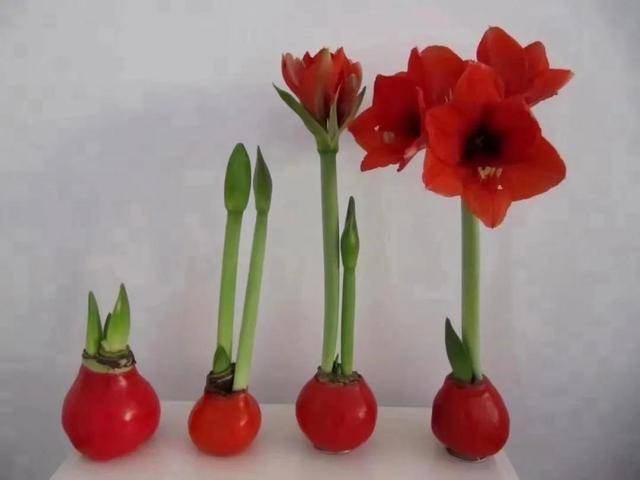 Tết đến, bày 5 cây cảnh có hoa đỏ chói mắt để năm mới tài lộc sung túc, may mắn tràn trề - Ảnh 7. Tết đến, bày 5 cây cảnh có hoa đỏ chói mắt để năm mới tài lộc sung túc, may mắn tràn trề - Ảnh 7.