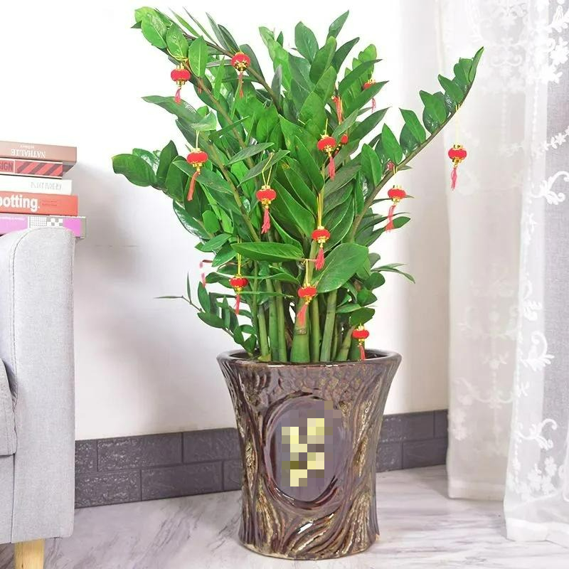 Năm mới, bày trong nhà 6 cây cảnh "chuyển vận" cầu may mắn, điềm lành, mọi sự như ý - Ảnh 2.