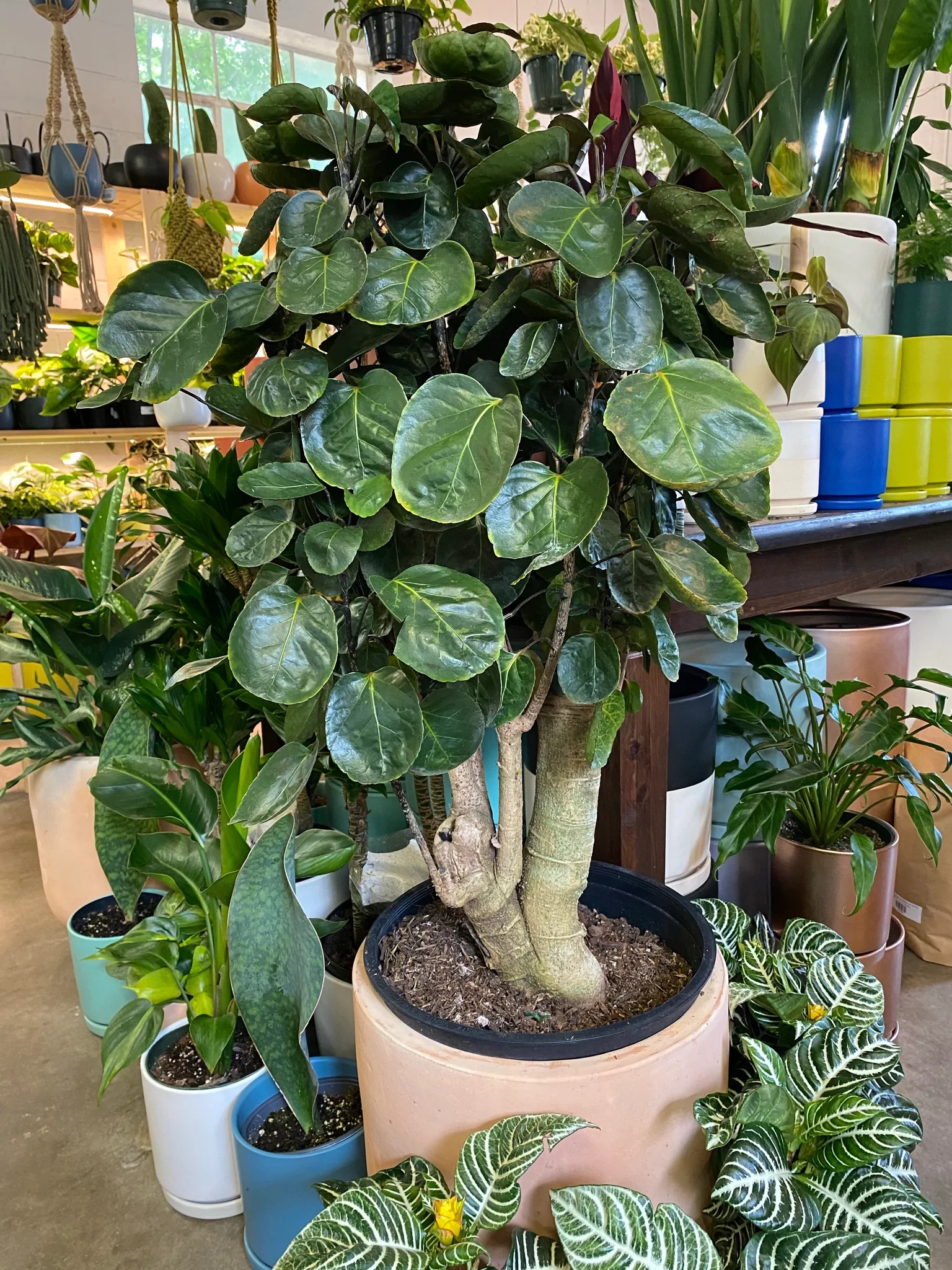 Năm mới, bày trong nhà 6 cây cảnh "chuyển vận" cầu may mắn, điềm lành, mọi sự như ý - Ảnh 11.