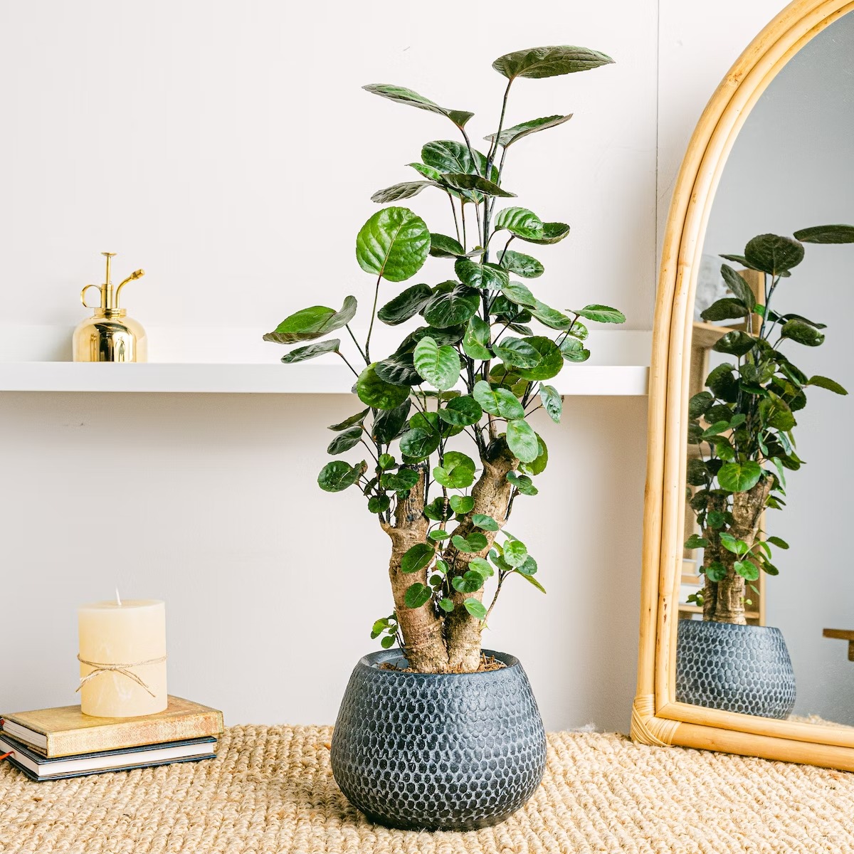 Năm mới, bày trong nhà 6 cây cảnh "chuyển vận" cầu may mắn, điềm lành, mọi sự như ý - Ảnh 12.