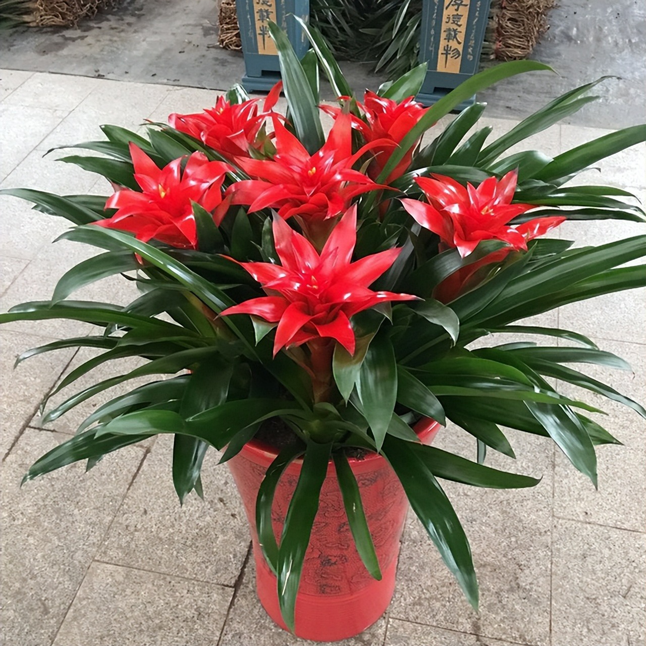 Năm mới, bày trong nhà 6 cây cảnh "chuyển vận" cầu may mắn, điềm lành, mọi sự như ý - Ảnh 7.