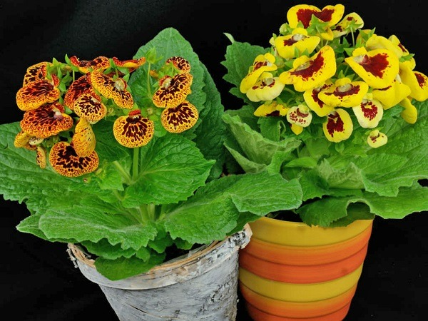 Năm mới, bày trong nhà 6 cây cảnh "chuyển vận" cầu may mắn, điềm lành, mọi sự như ý - Ảnh 4.