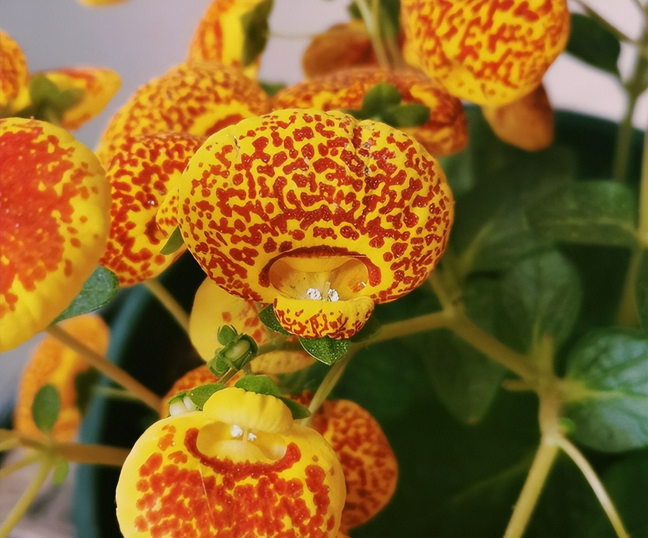 Năm mới, bày trong nhà 6 cây cảnh "chuyển vận" cầu may mắn, điềm lành, mọi sự như ý - Ảnh 3.