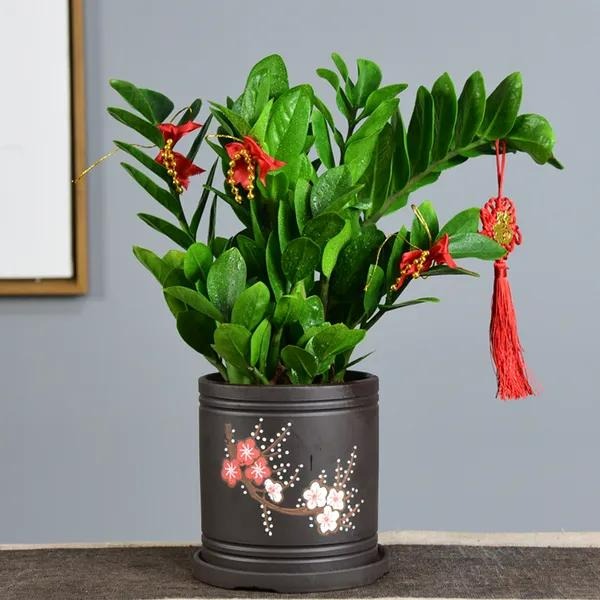 Năm mới, bày trong nhà 6 cây cảnh "chuyển vận" cầu may mắn, điềm lành, mọi sự như ý - Ảnh 1.