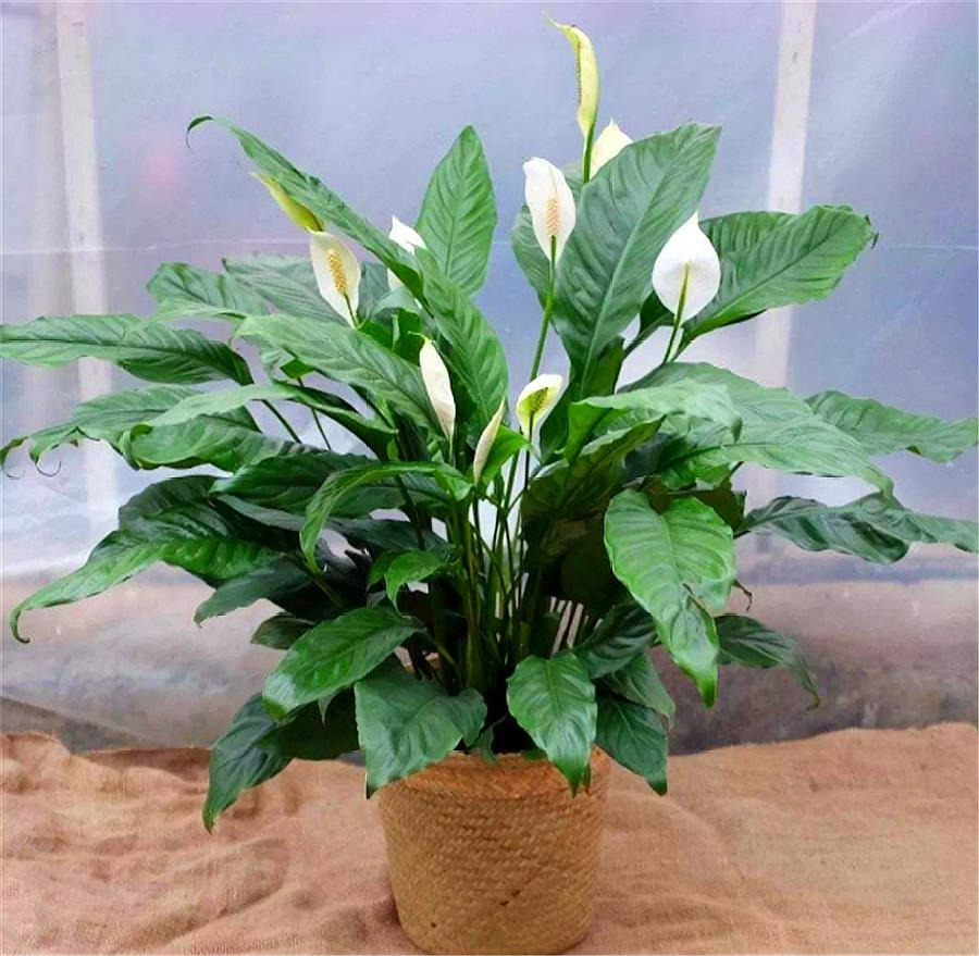 Năm mới, bày trong nhà 6 cây cảnh "chuyển vận" cầu may mắn, điềm lành, mọi sự như ý - Ảnh 6.