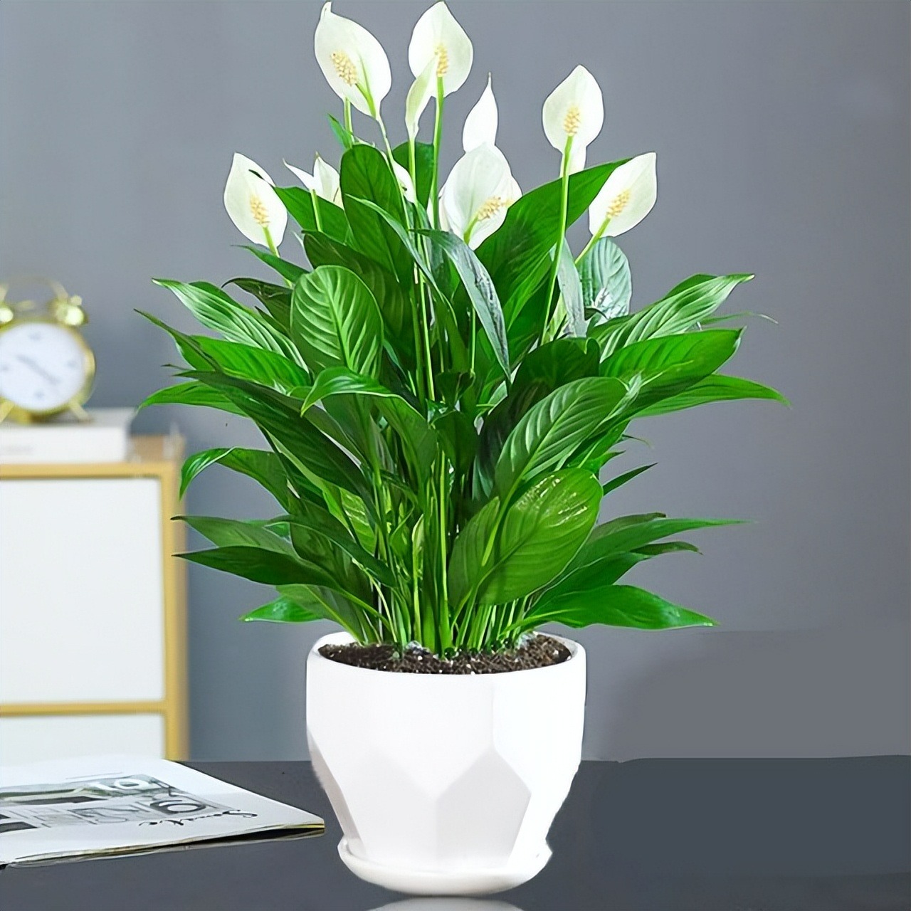 Năm mới, bày trong nhà 6 cây cảnh "chuyển vận" cầu may mắn, điềm lành, mọi sự như ý - Ảnh 5.