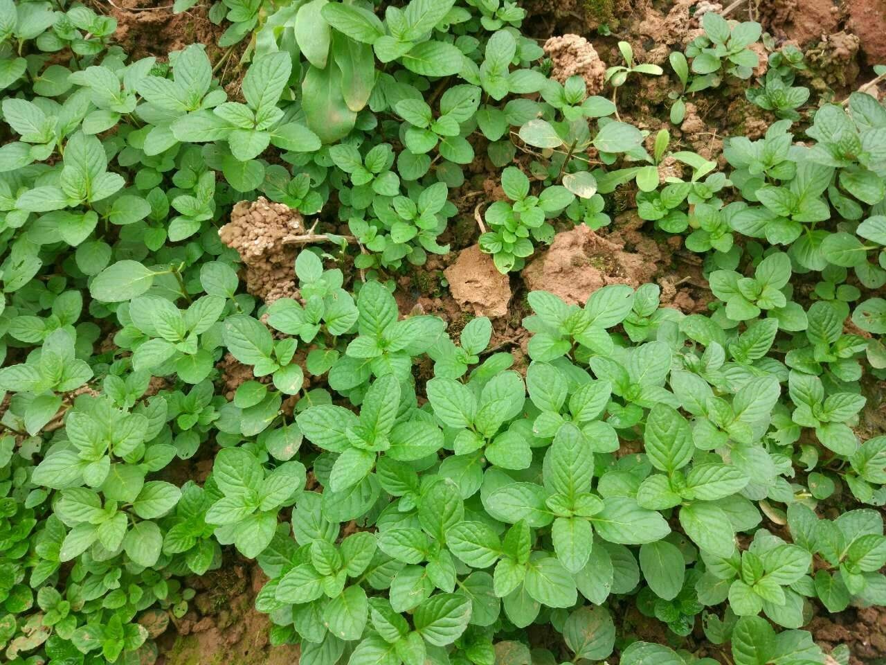 7 cây cảnh hoa thắm, lá xanh nhưng bất trị, chẳng chăm cũng "ngập úng" vườn, cẩn thận kẻo hối hận - Ảnh 13.