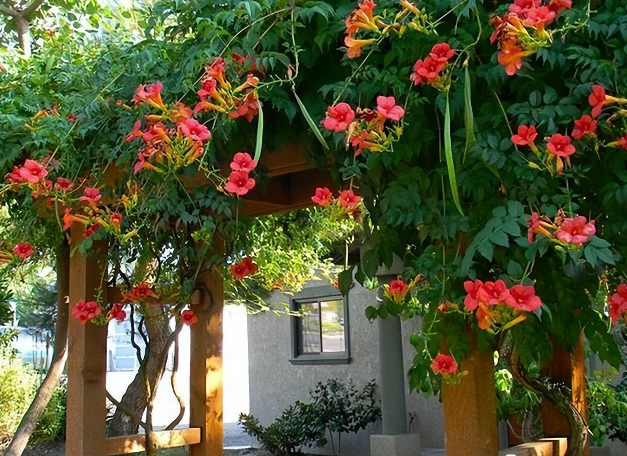 7 cây cảnh hoa thắm, lá xanh nhưng bất trị, chẳng chăm cũng "ngập úng" vườn, cẩn thận kẻo hối hận - Ảnh 16.