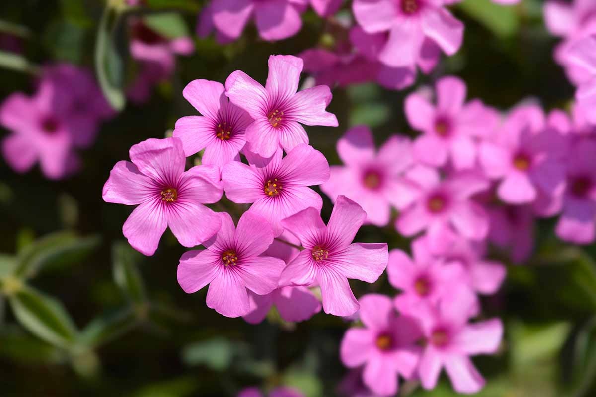 7 cây cảnh hoa thắm, lá xanh nhưng bất trị, chẳng chăm cũng "ngập úng" vườn, cẩn thận kẻo hối hận - Ảnh 10.