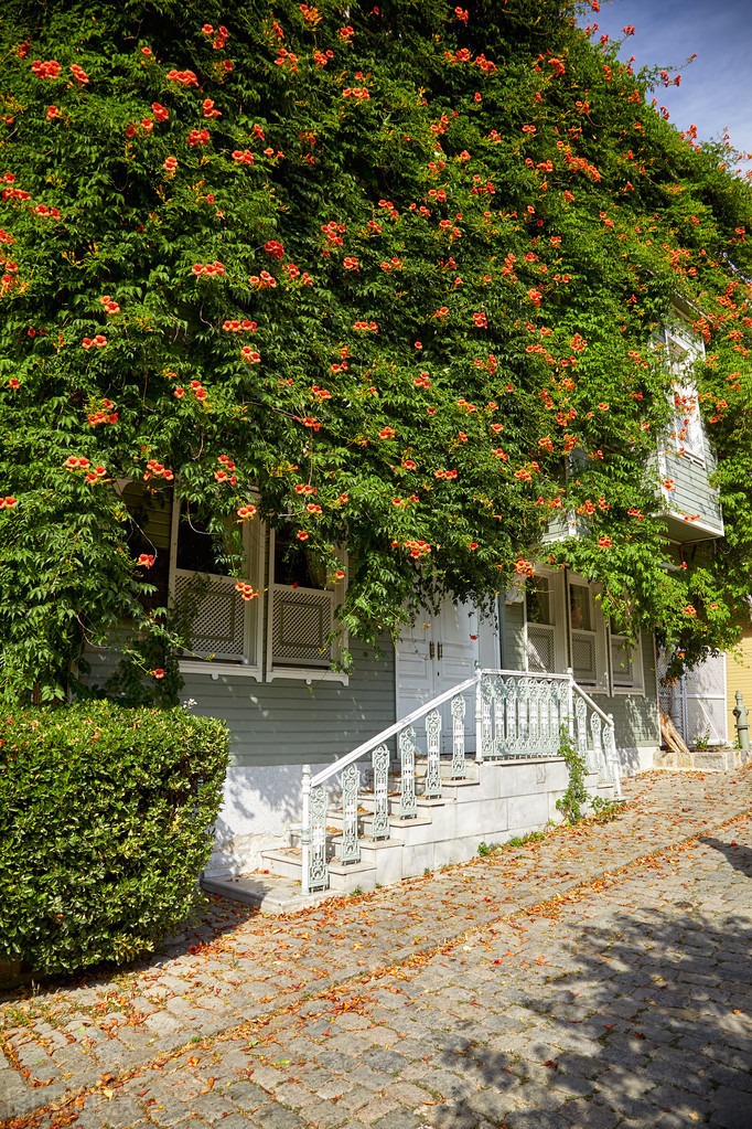 7 cây cảnh hoa thắm, lá xanh nhưng bất trị, chẳng chăm cũng "ngập úng" vườn, cẩn thận kẻo hối hận - Ảnh 15.