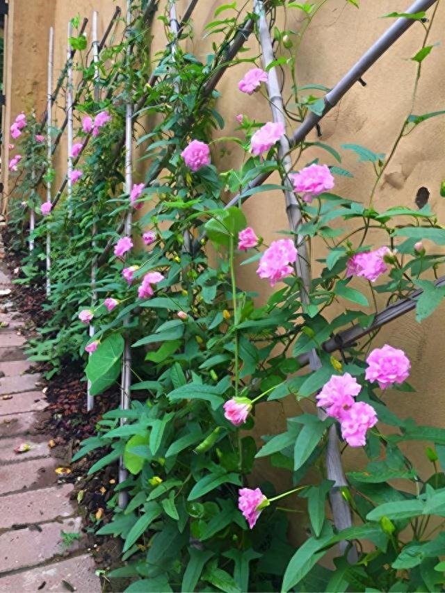 7 cây cảnh hoa thắm, lá xanh nhưng bất trị, chẳng chăm cũng "ngập úng" vườn, cẩn thận kẻo hối hận - Ảnh 7.