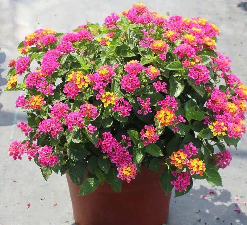 7 cây cảnh hoa thắm, lá xanh nhưng bất trị, chẳng chăm cũng "ngập úng" vườn, cẩn thận kẻo hối hận - Ảnh 6.