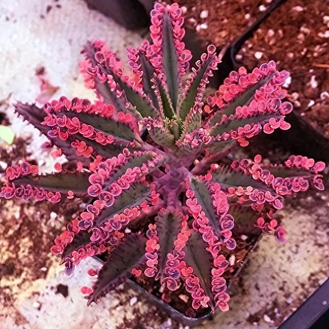 7 cây cảnh hoa thắm, lá xanh nhưng bất trị, chẳng chăm cũng "ngập úng" vườn, cẩn thận kẻo hối hận - Ảnh 11.