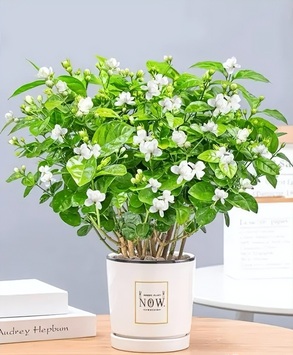 Đừng mua cây cảnh này trong mùa thu, hoa càng ngày càng nhỏ, khó sống sót - Ảnh 4.