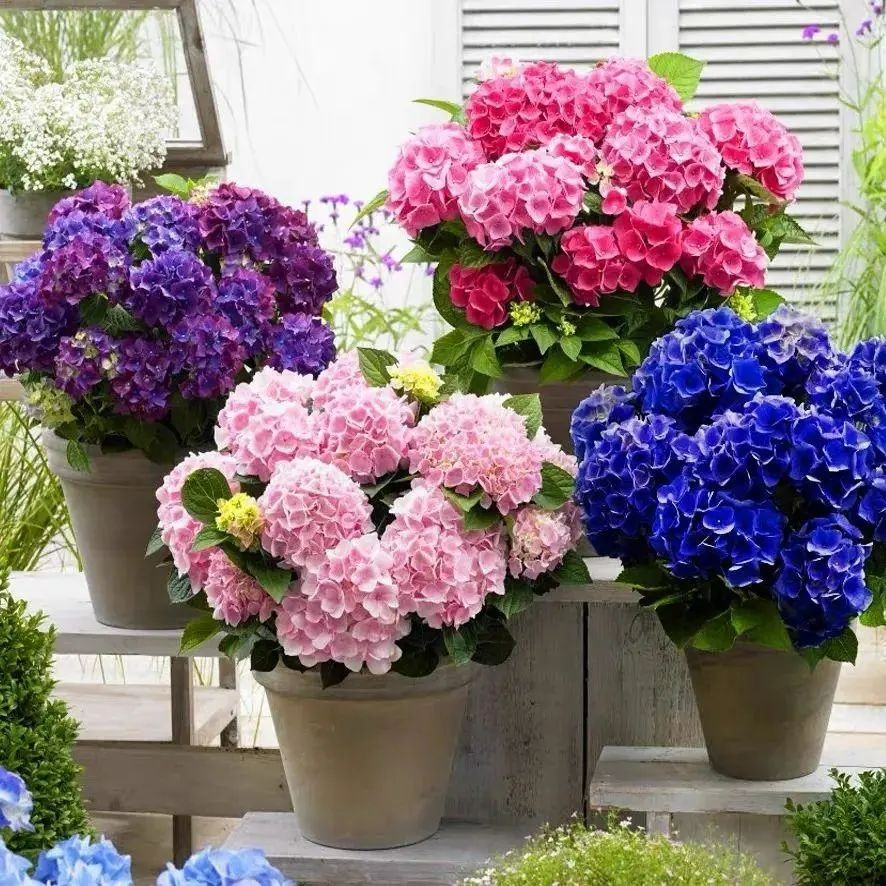 Đừng mua cây cảnh này trong mùa thu, hoa càng ngày càng nhỏ, khó sống sót - Ảnh 2.