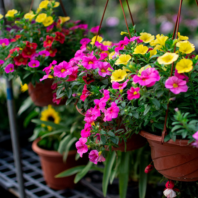 Đừng mua cây cảnh này trong mùa thu, hoa càng ngày càng nhỏ, khó sống sót - Ảnh 3.