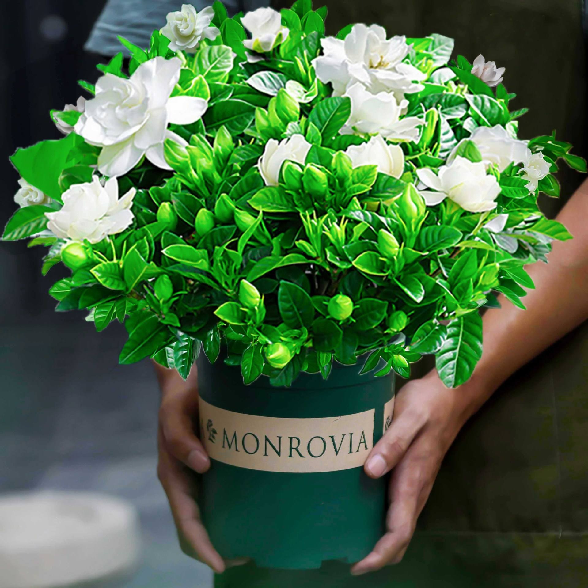 Đừng mua cây cảnh này trong mùa thu, hoa càng ngày càng nhỏ, khó sống sót - Ảnh 5.