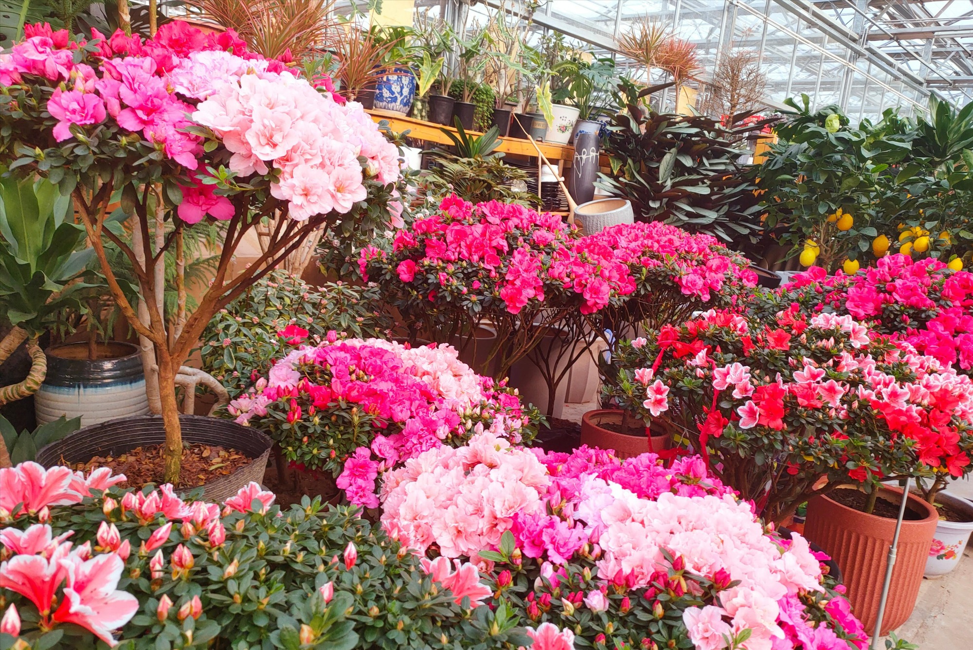 Đừng mua cây cảnh này trong mùa thu, hoa càng ngày càng nhỏ, khó sống sót - Ảnh 6.