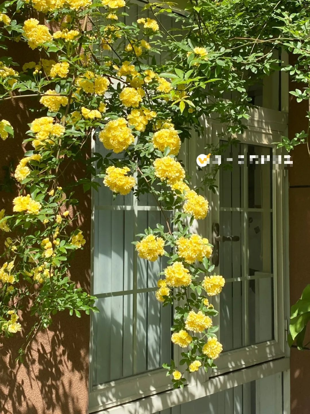 "Lấp đầy" sân nhà bằng cây cảnh siêu hoa, sắc nước hương trời, gia đình khỏe mạnh, bình an - Ảnh 7.