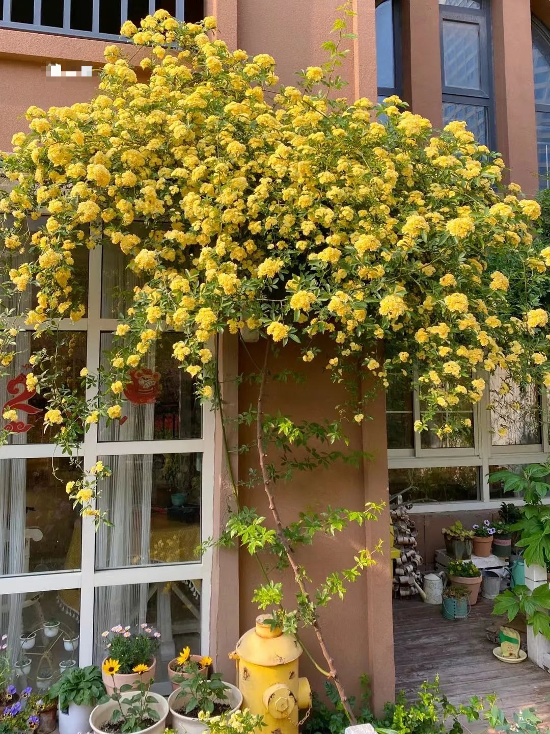 "Lấp đầy" sân nhà bằng cây cảnh siêu hoa, sắc nước hương trời, gia đình khỏe mạnh, bình an - Ảnh 4.