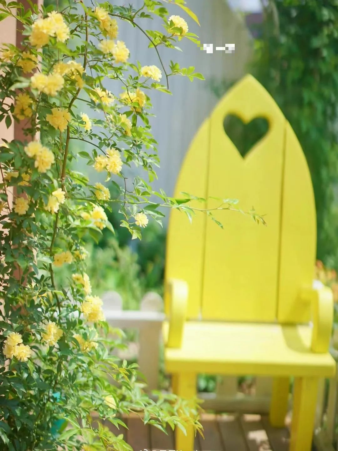 "Lấp đầy" sân nhà bằng cây cảnh siêu hoa, sắc nước hương trời, gia đình khỏe mạnh, bình an - Ảnh 11.